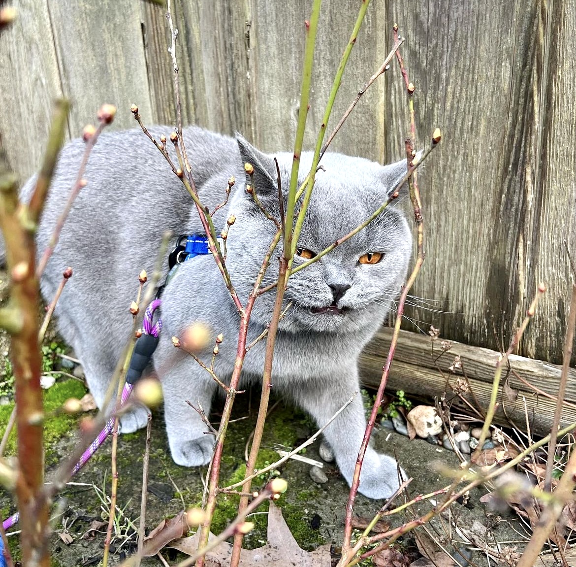 Garstiger Mauzer