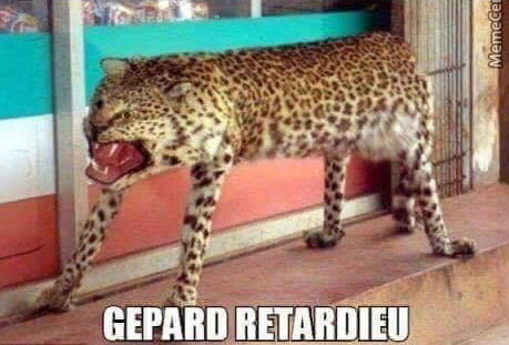 Gepard.png