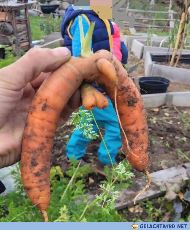 Gnihihi