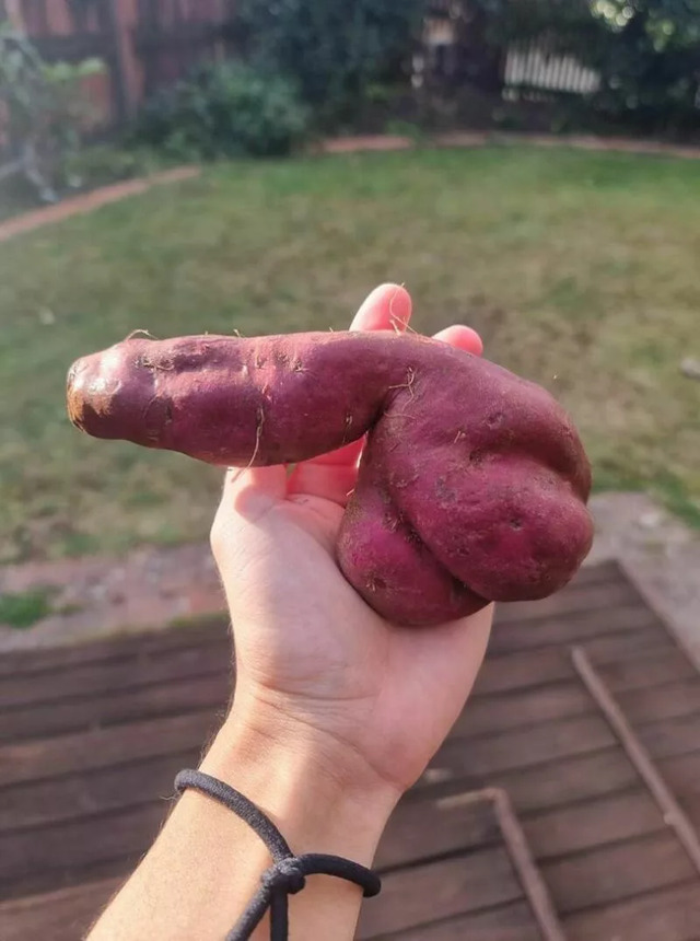 Gnihihihi