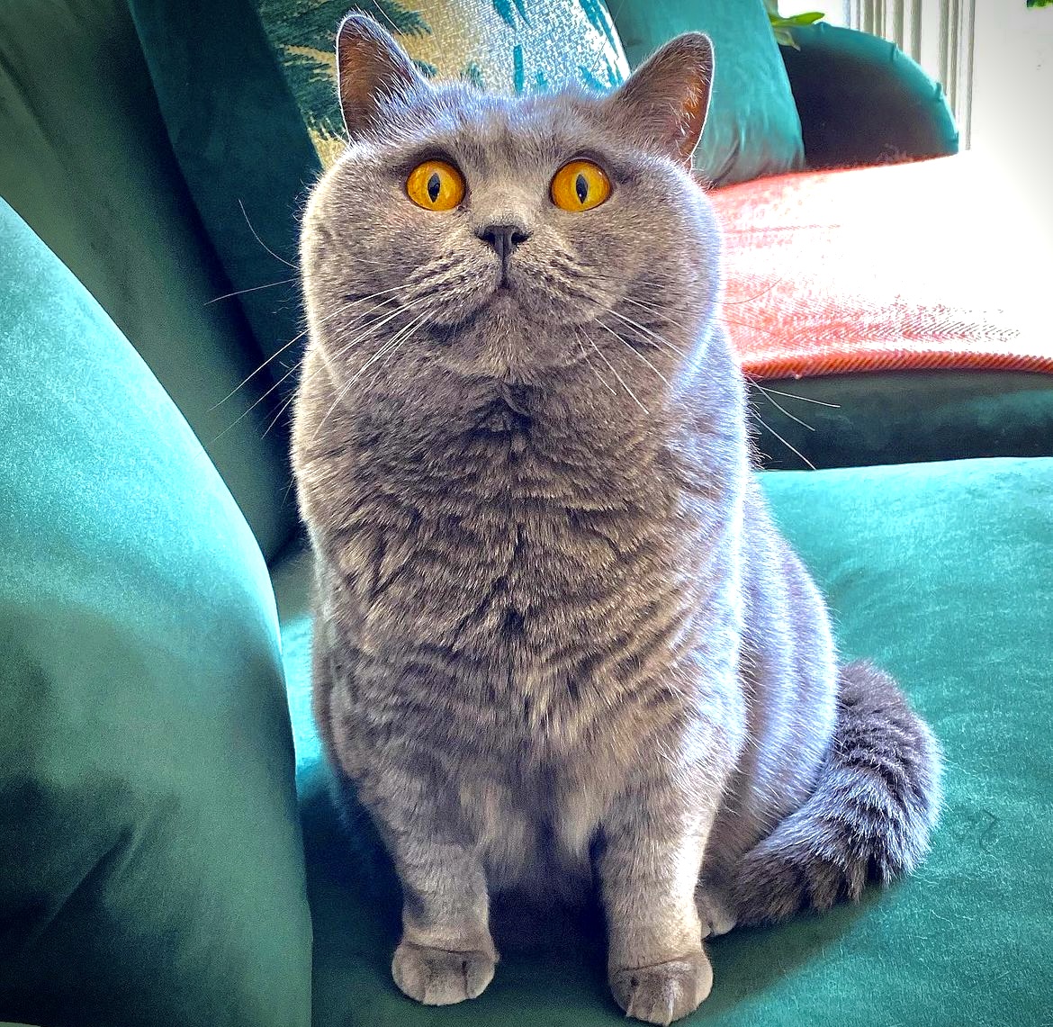 Grinsechonk
