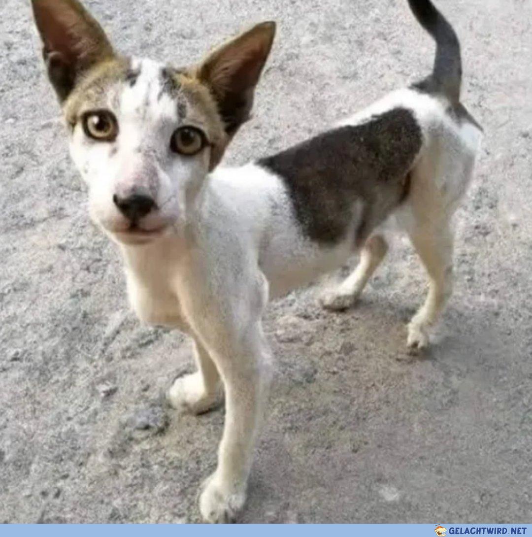 Hast du einen Hund oder eine Katze? - Keine Ahnung.