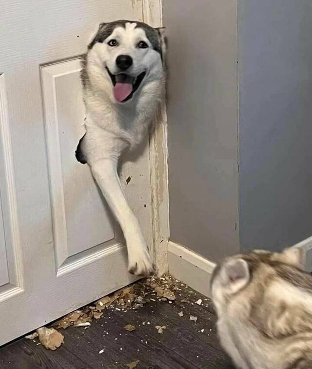 Henlo!