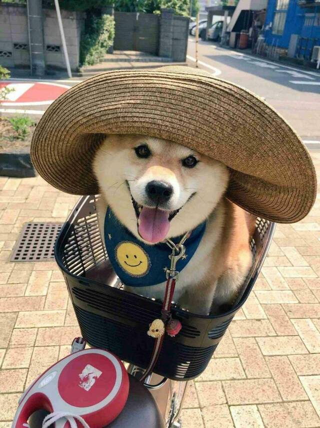 Henlo