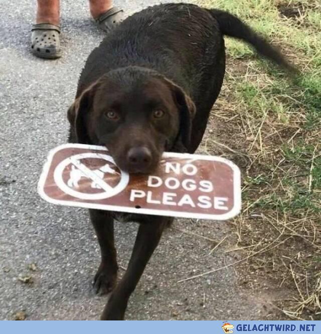 Henlo