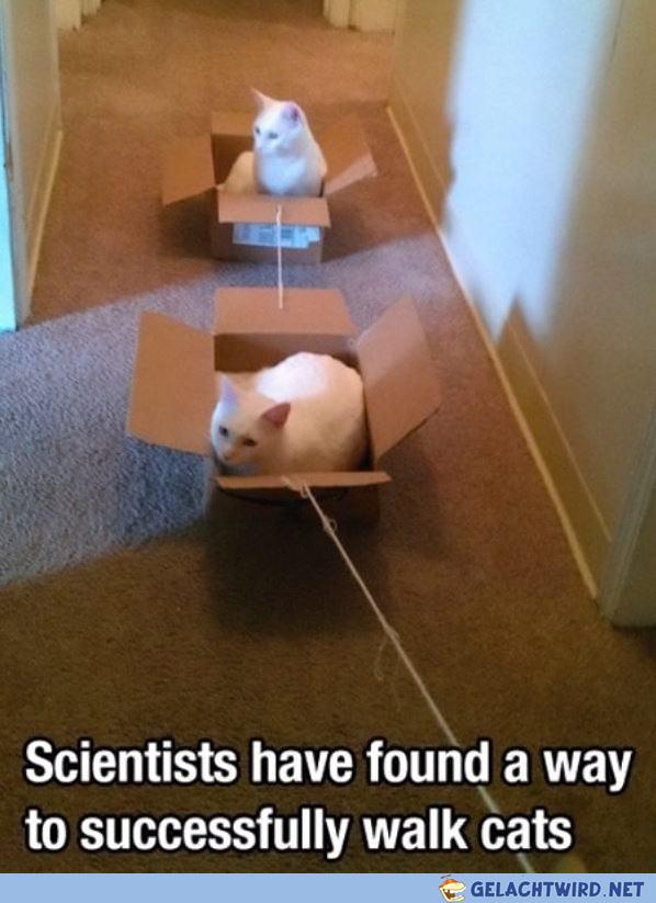 How To Walk Gaddsen