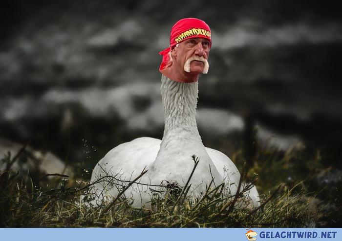 Hulk Hogans