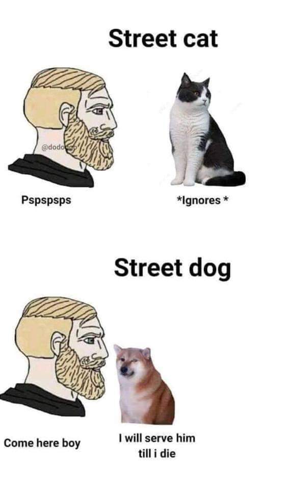 Hunde > Katzen