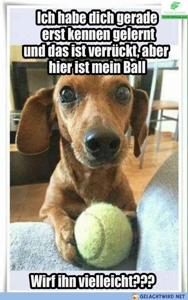 Hunde
