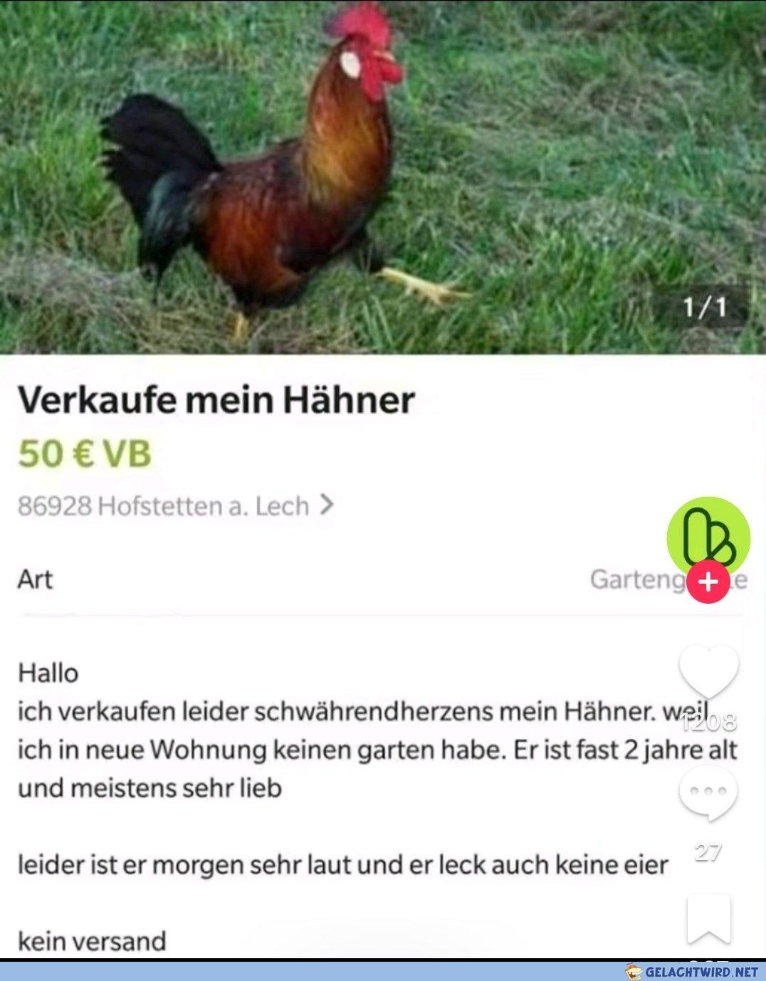 Hähner leck keine Eier