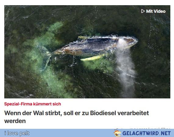 Ich tanke nur Timmy!