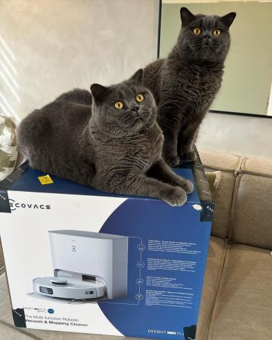 Irritierte Chonker