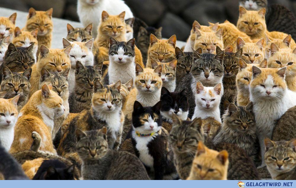 it a cat's world