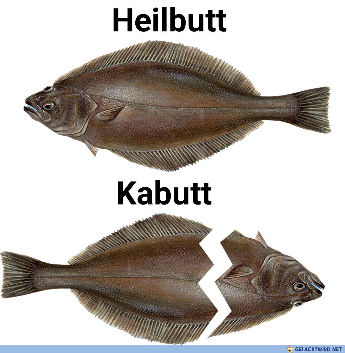 Kabutt 😕