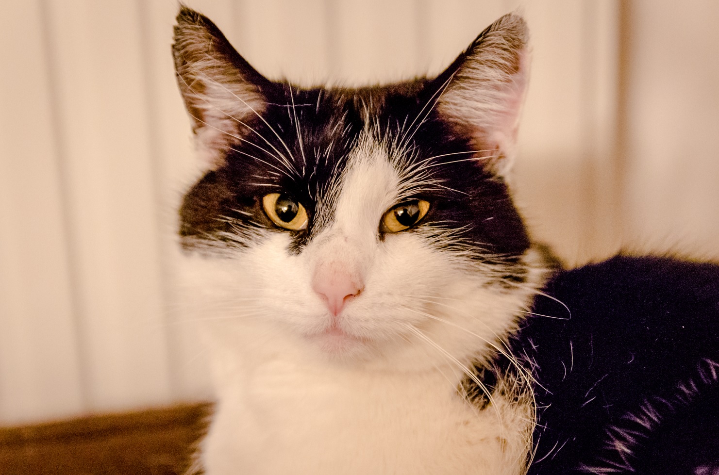 Kater "Minzi" modelt a weng