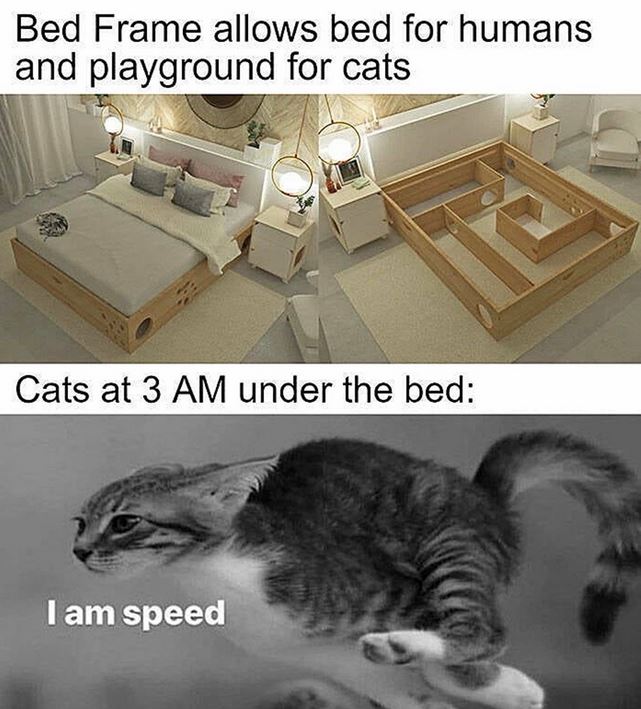Katze