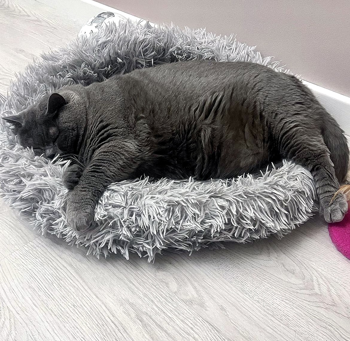 Katzenkissen