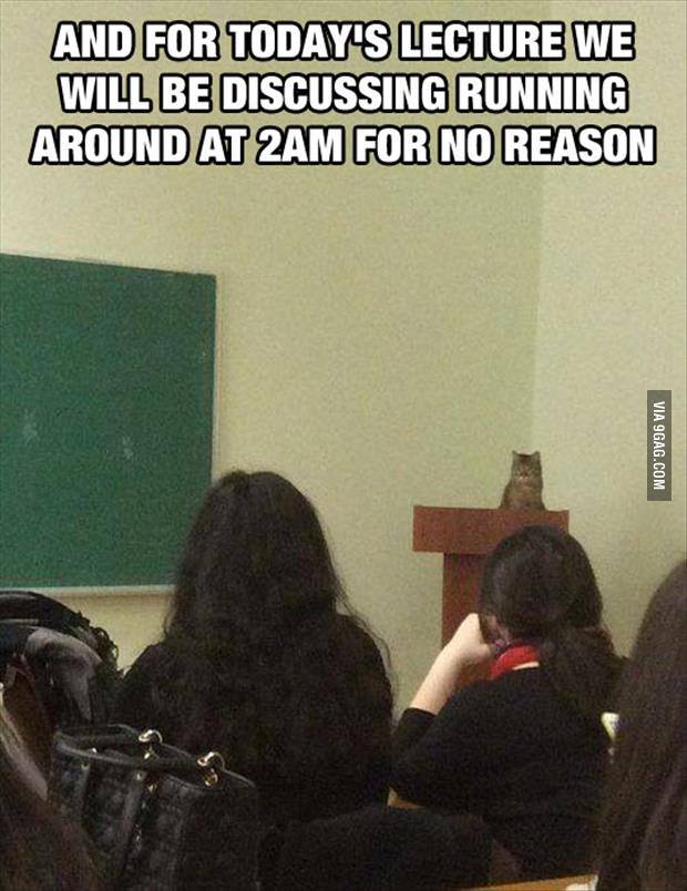 Katzenkritik
