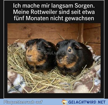 Komisch