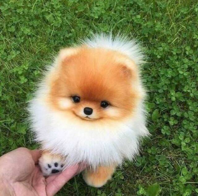 lol der Löwe