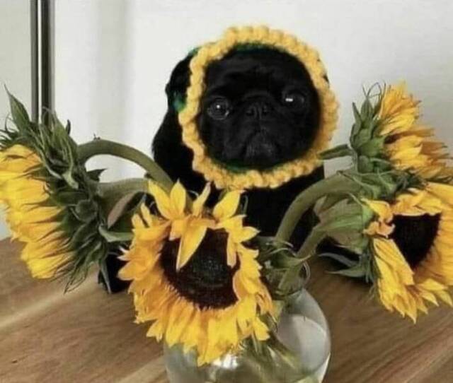 lol die Blume