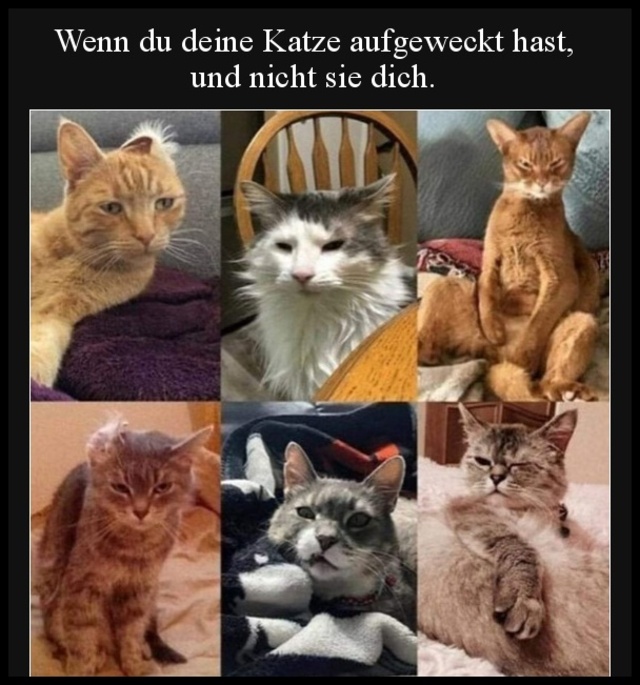 lol die Cutzer