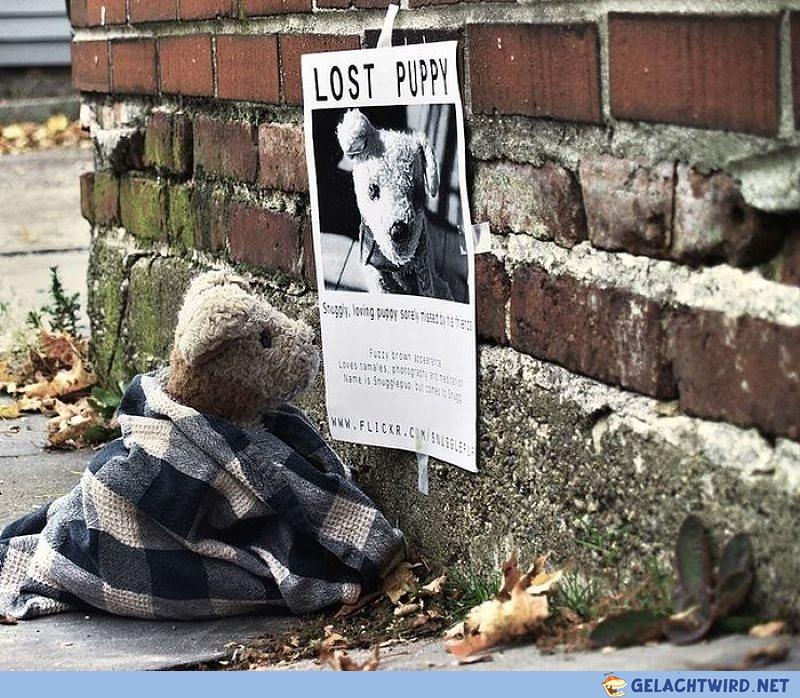Lost Puppy