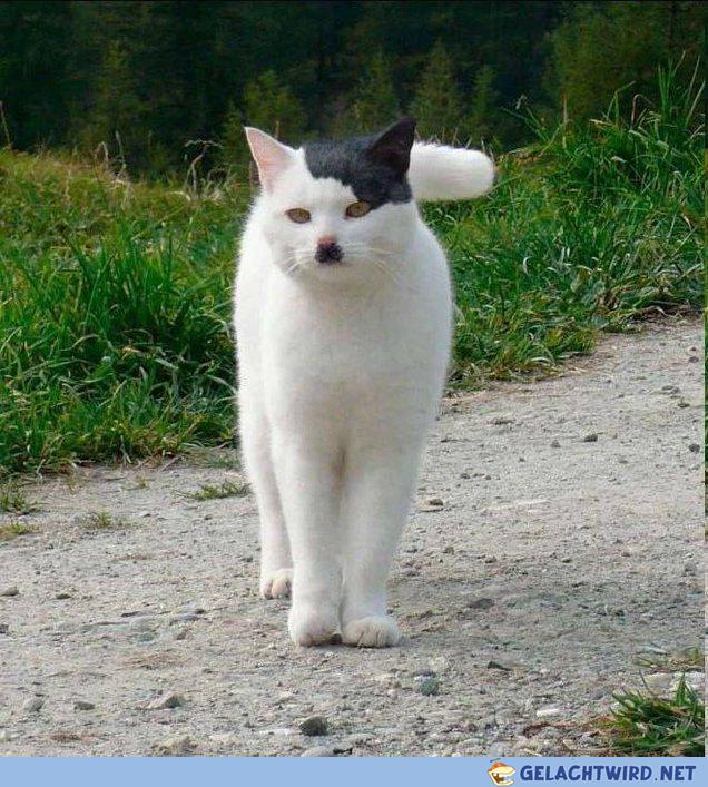 Miautler