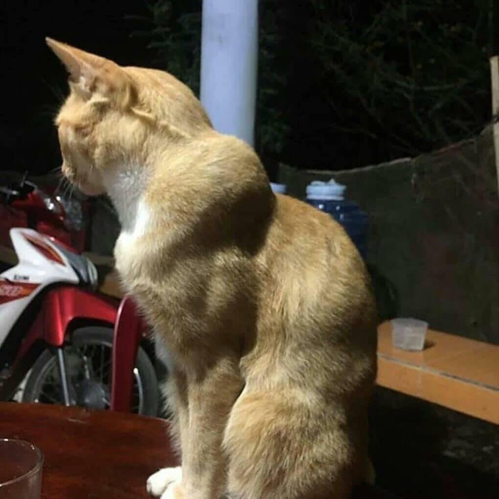 Muskelkater