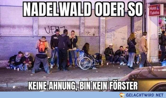Nadelwald