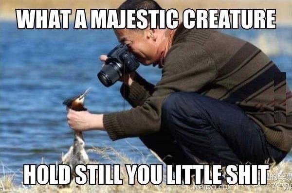Naturfoto graphieren