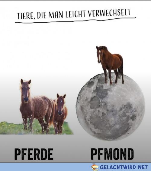 Neues vom 5-Stunden-Pferd