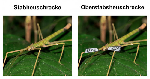 Nicht verwechseln