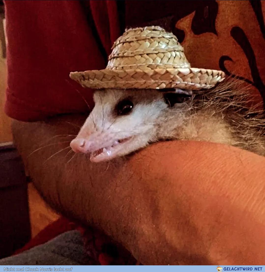 Olé Muchacho
