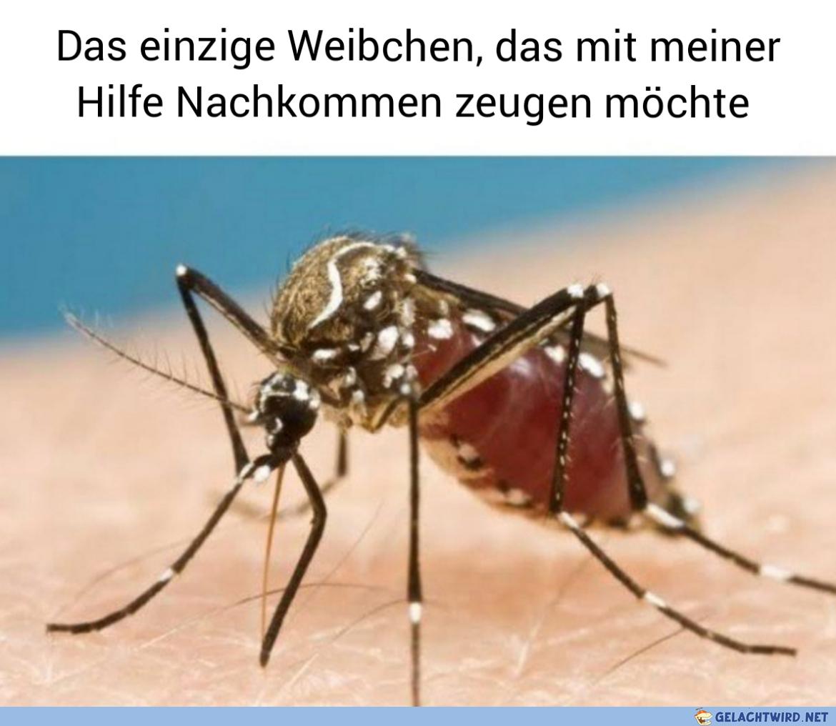 Raus mit de Viechers