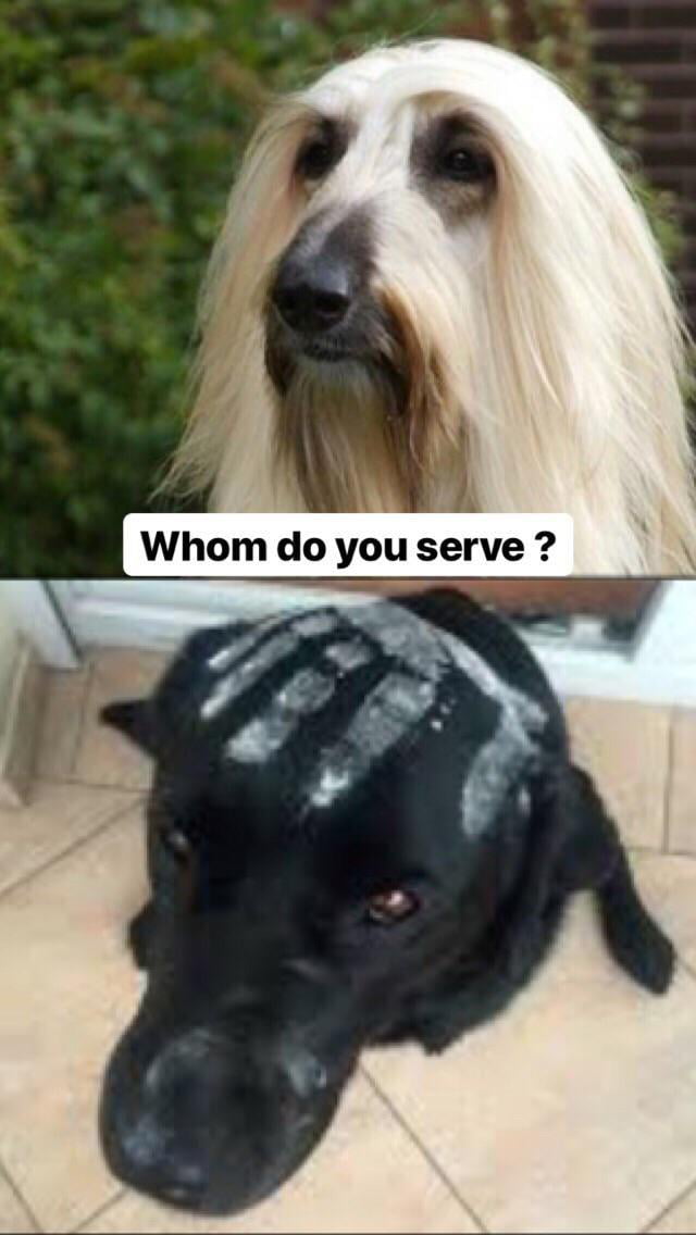 Sauruman der Doberman