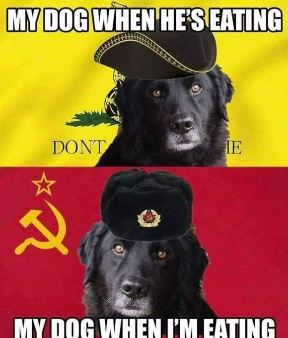 Schmusiger Hund