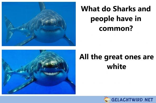 Shark