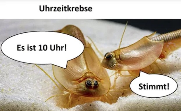 Stimmt