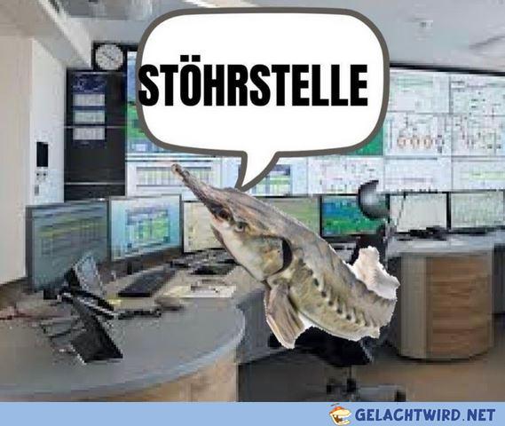 stör