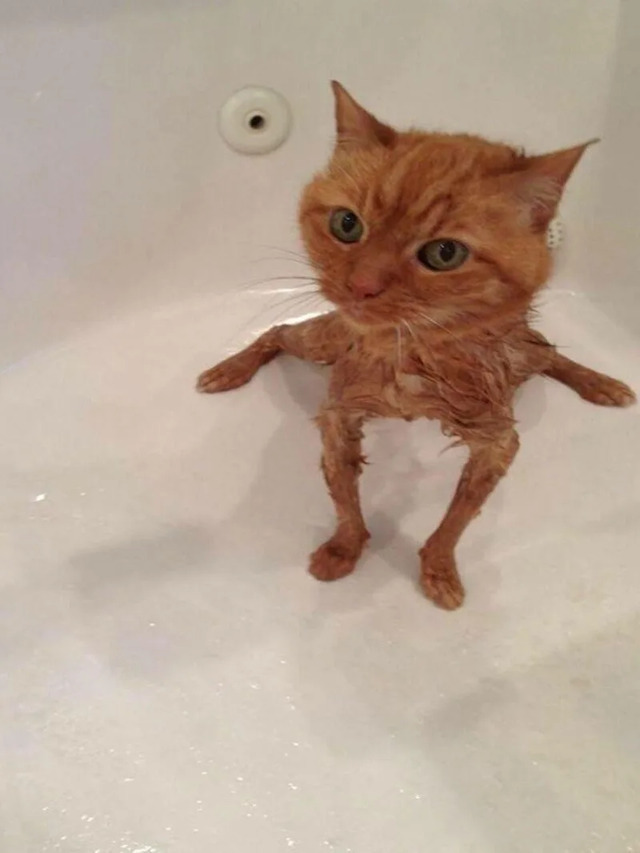 Süß