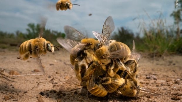 the-big-buzz-by-karine-aigner