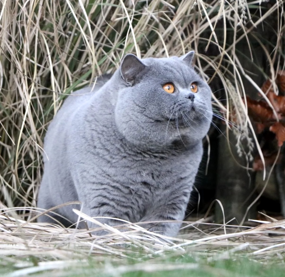 Uberchonker BKH
