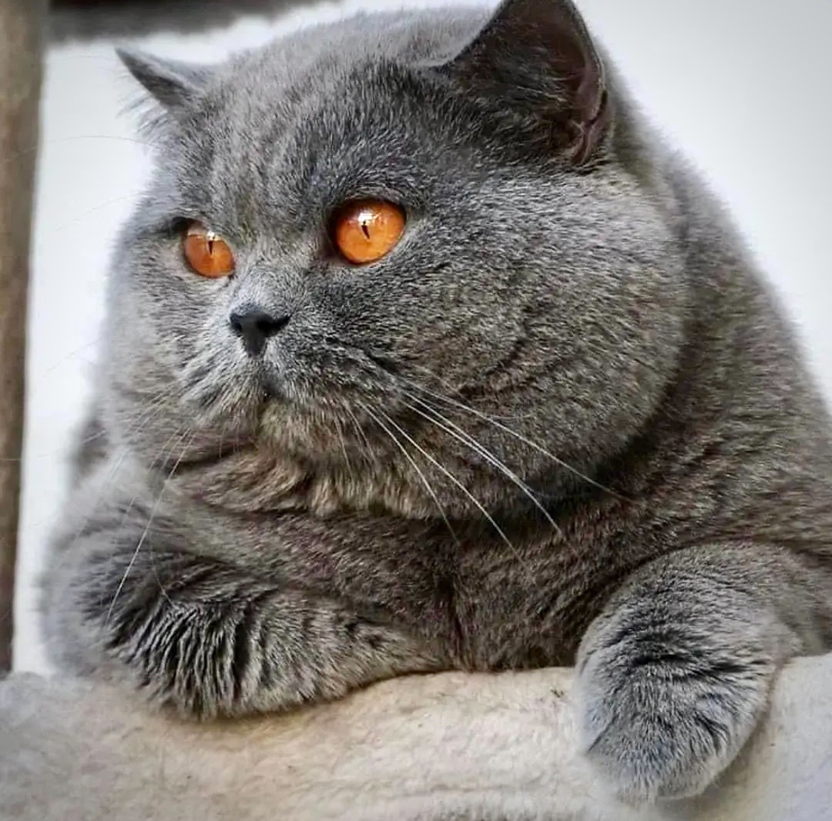 Uberchonker-Samstag