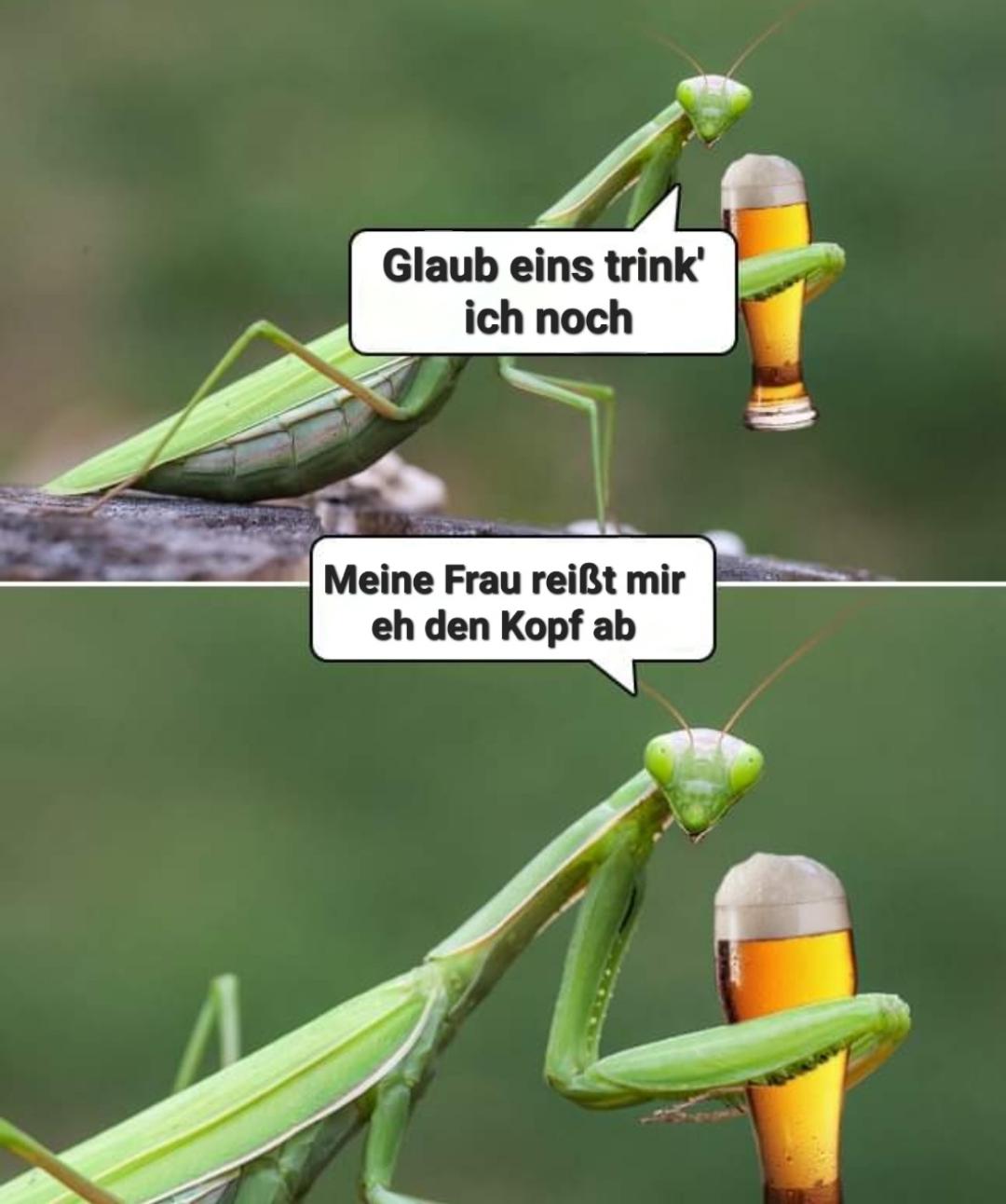 XD
